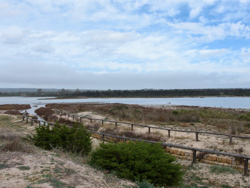 La margherita dell'Alto Salento