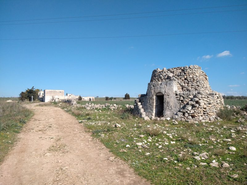 La margherita dell'Alto Salento